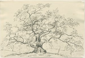 Cannock Chase: kalem ve karakalem, nd [?19th Century] by Unbekannt