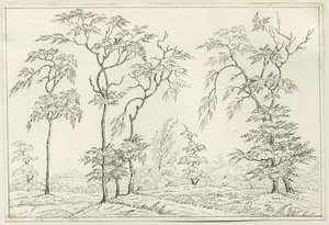 Cannock Chase: kalem ve karakalem, nd [?19th Century] by Unbekannt