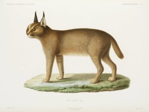 Caracal, Cezayir by Unbekannt