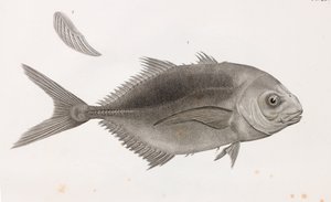 Caranx Sauteur, yakın çekim by Unbekannt