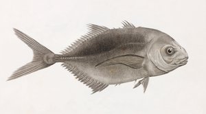 Caranx Sauteur, yakın çekim by Unbekannt