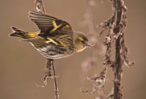 Carduelis spinus/Kızılağaç Tarin/Avrasya Siskin by William M. Timlin