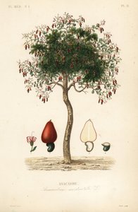 Kaju ağacı veya kaju ağacı, Anacardium occidentale, Anacarde by Unbekannt