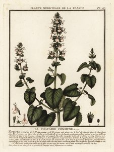 Kedi nanesi, Nepeta cataria. by Unbekannter Künstler