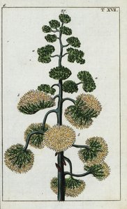 Yüzyıl bitkisi, Agave americana. by Unbekannter Künstler