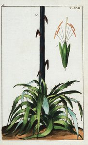 Yüzyıl bitkisi, Agave americana. by Unbekannter Künstler