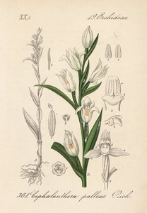 Cephalanthere epe veya uzun yapraklı - Kılıç yapraklı helleborine, Cephalanthera longifolia (Cephalanthera pallens). Diederich von Schlechtendal