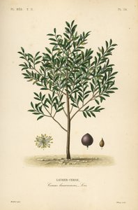 Kiraz defnesi veya İngiliz defnesi ağacı, Prunus laurocerasus, Cerasus laurocerasus, Laurier-cerise by Unbekannt