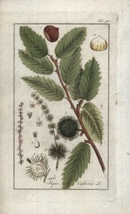 Kestane (Castanea sativa). Johannes Zorn