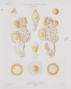 Yumurta kanalındaki tavuk yumurtası, c 1847-1859 by Unbekannt
