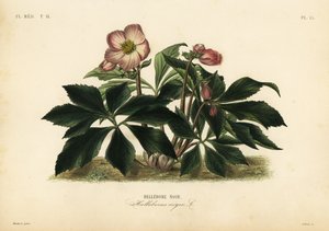 Noel gülü veya kara karacaylan, Helleborus niger, Hellebore noir by Unbekannt