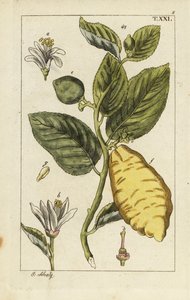 Citron gösteren meyve, yaprak ve çiçekler, Citrus medica. by Unbekannter Künstler
