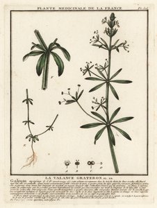 Cleavers, Galium aparin. by Unbekannter Künstler