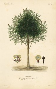 Karanfil ağacı, Syzygium aromaticum, Caryophyllus aromaticus, Giroflier by Unbekannt