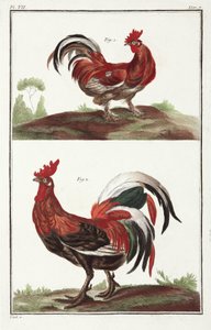 horozlar by Unbekannt