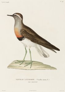 Yakalı cılıbıt, Falkland Adaları by Unbekannter Künstler