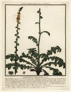 Ortak agrimony, Agrimonia eupatoria. by Unbekannter Künstler