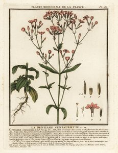 Ortak kantaron. Centaurium erythraea. by Unbekannter Künstler