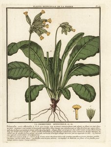 Yaygın kovboy veya çuha çiçeği, Primula veris. by Unbekannter Künstler