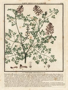 Adi fumitory, Fumaria officinalis. by Unbekannter Künstler