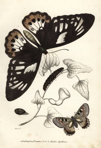 Yaygın yeşil kuş kanadı, Ornithoptera priamus, kelebek, tırtıl ve pupa ve sahte apollo, Archon apollinus (Doritis apollinus). Georg Friedrich Treitschke
