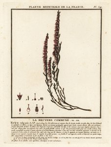 Ortak funda, Calluna vulgaris. by Unbekannter Künstler