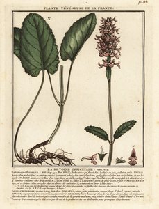 Ortak çalı, Stachys officinalis. by Unbekannter Künstler