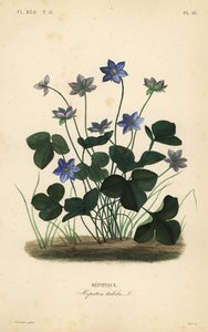 Yaygın hepatica veya ciğerotu, Anemone hepatica, Hepatica triloba, Hepatique by Unbekannt