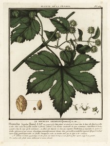 Sıradan şerbetçiotu, Humulus lupulus. by Unbekannter Künstler