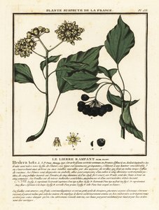 Ortak sarmaşık, Hedera sarmalı. by Unbekannter Künstler