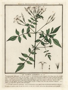 Ortak yasemin, Jasminum officinale. by Unbekannter Künstler