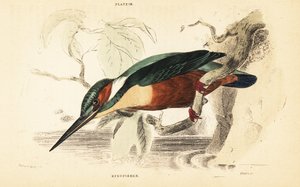 Adi yalıçapkını, Alcedo bu. 1889 (gravür) by Unbekannter Künstler