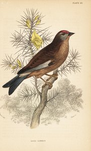 Ortak keten, Linaria cannabina, bir dalda tünemiş.1889 (gravür) by Unbekannter Künstler