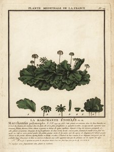 Ortak ciğerotu, Marchantia polymorpha. by Unbekannter Künstler