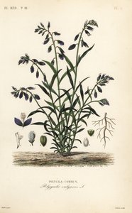Ortak süt otu, Polygala vulgaris, Polygala commun by Unbekannt