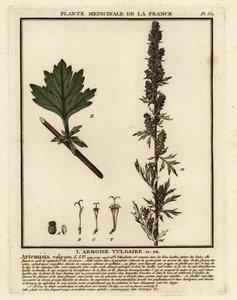 Ortak pelin, Artemisia vulgaris. by Unbekannter Künstler