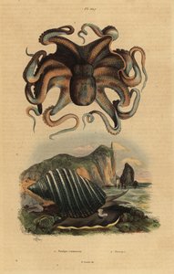 Adi ahtapot, Ahtapot vulgaris 1 ve deniz salyangozu, Dicathais orbita 2 by Unbekannt
