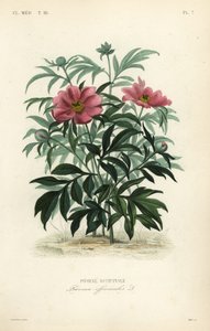 Adi şakayık veya bahçe şakayık, Paeonia officinalis, Pivoine officinale by Unbekannt