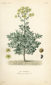 Ortak rue veya lütuf otu, Ruta graveolens, Rue officinale by Unbekannt