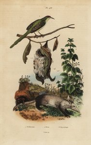 Adi terzi kuşu, yuvalı Orthotomus sutorius, ısırgan otu, Urtica dioica ve yaban domuzu, Orycteropus afer by Unbekannt