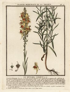 Ortak karakurbağası, Linaria vulgaris. by Unbekannter Künstler
