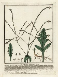 Ortak mine çiçeği, Verbena officinalis. by Unbekannter Künstler