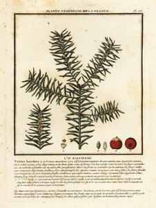 Ortak porsuk veya İngiliz porsuğu, Taxus baccata. by Unbekannter Künstler