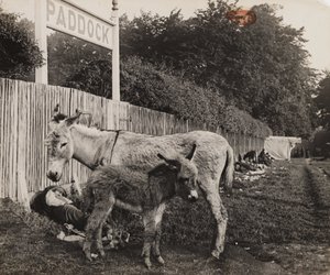 İki eşeğin birleşimi, c 1909 by Unbekannt