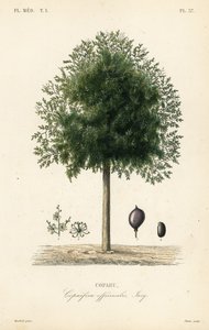 Copaiba ağacı, Copaifera officinalis, Copahu by Unbekannt