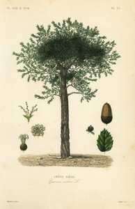 Mantar meşe ağacı, Quercus suber, chene liege by Unbekannt