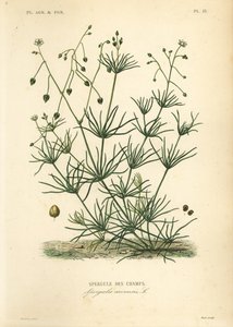 Mısır mahmuzu, Spergula arvensis, Tarla kuşkonmaz by Unbekannt