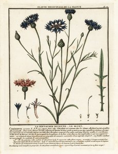 Peygamber Çiçeği, Cyanus segetum. by Unbekannter Künstler