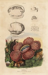 Ceset zambak veya rafflesia, Rafflesia arnoldii by Unbekannt