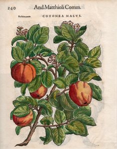Cotonea Malvs. Pietro Andrea Mattioli